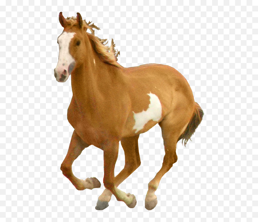 Png Horse Png Images Emoji,Maple Leaf Officer Horse Emoji