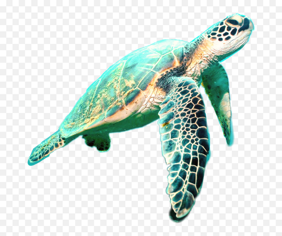 The Most Edited Tortugas Picsart Emoji,Pictures Of Emojis That Look Like Tortoises