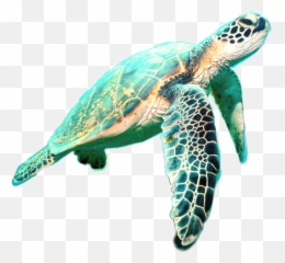 The Most Edited Tortugas Picsart Emoji,Pictures Of Emojis That Look Like Tortoises
