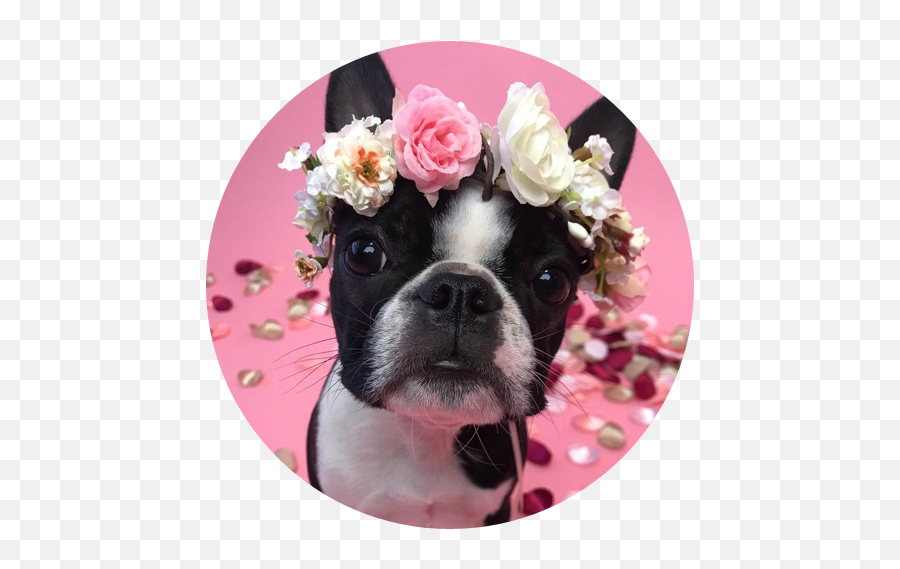 23 Ways To Include Your Dog In Your Wedding - The Wedding Club Emoji,French Bulldog Emoticon Butt