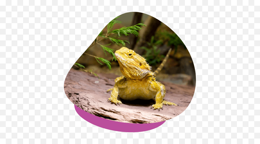 How To Care For Pet Bearded Dragons - Unusual Pet Vets Emoji,Dragons & Snakes Emoji