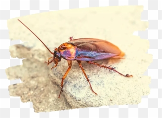 Pest Control In Baxter Vic 3911 Jmc Pest Control Baxter Emoji,Cockaroach Emoji
