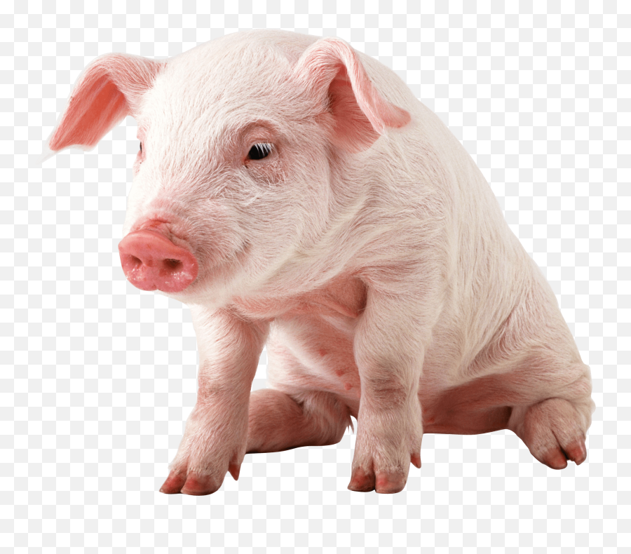 Pig Png Images Cartoon Pig Baby Pig - Pig Png Emoji,Pig Nose Emoji