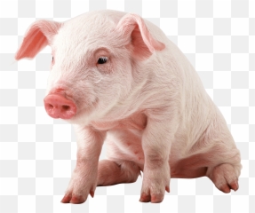 Pig Png Images Cartoon Pig Baby Pig - Pig Png Emoji,Pig Nose Emoji
