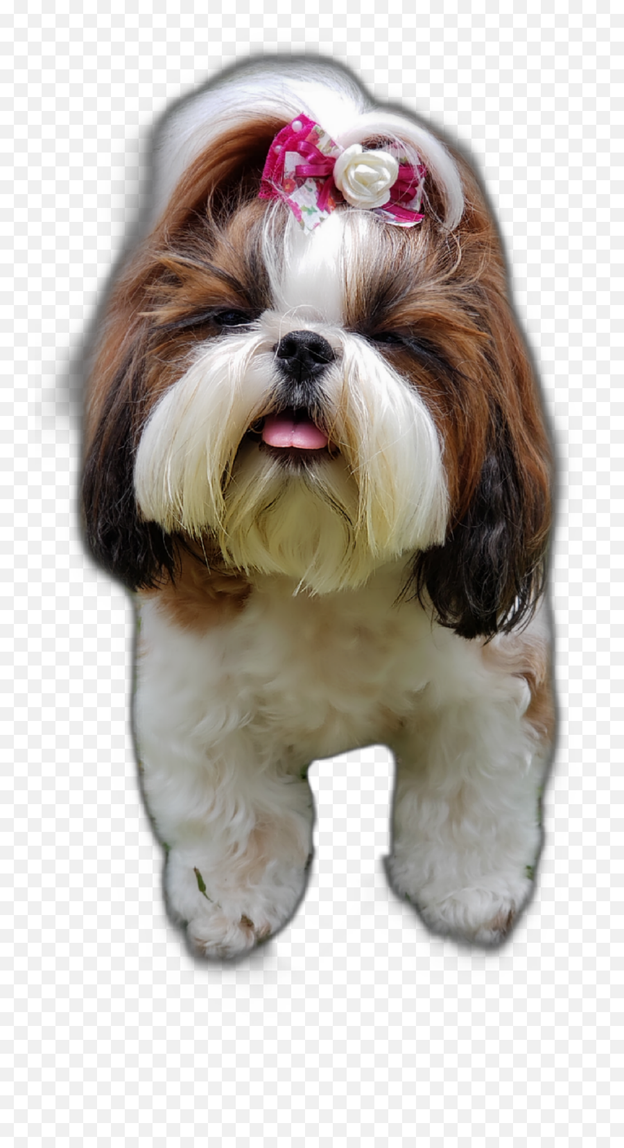 The Most Edited - Vulnerable Native Breeds Emoji,Shih Tzu Emoji