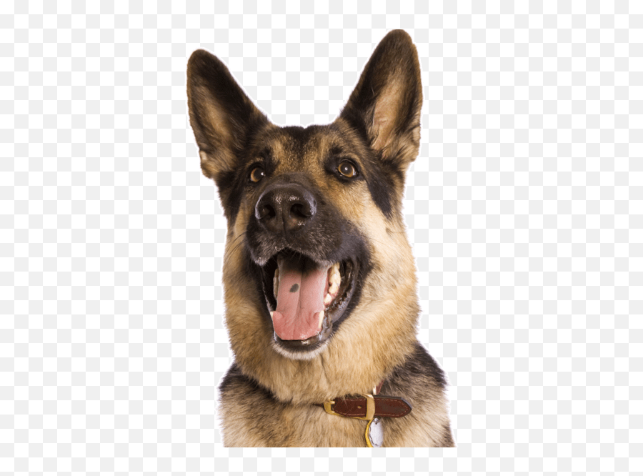 Dutch Shepherd Puppies For Sale - German Shepherd Emoji,How To Tell German Shepherds Emotions By Their Ears
