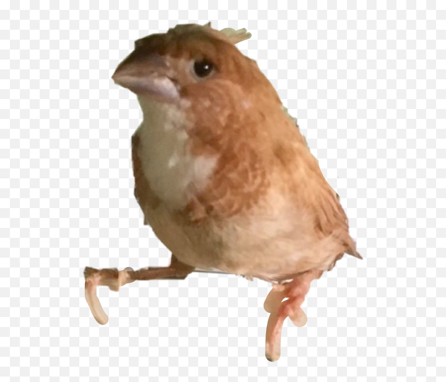 Bird Sticker - Finches Emoji,Birb Emoji