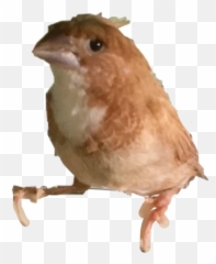 Bird Sticker - Finches Emoji,Birb Emoji