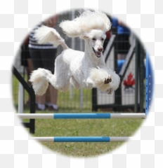 Home - Hurdle Emoji,Dog Emotion Committed To Human Pg