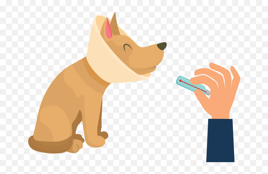 What Causes Fever In Dogs 6 Signs And Symptoms Of Dog Fever Emoji,Dog Nose Emoticon