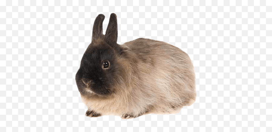 Jersey Wooly Rabbit Health Facts By Petplan Petplan Emoji,Mattel Emotions Bunny