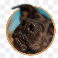 Vet Clinic In Calumet City U0026 Dolton Il Animal Clinic Emoji,Videos Of Dogs Emotions