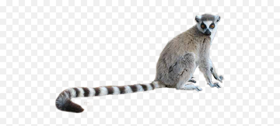 Ring Tailed Lemur - Lemur Transparent Background Emoji,Lemur Emoji