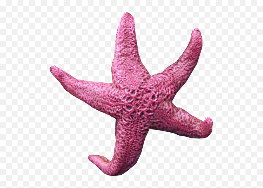 Starfish - Pink Starfish Png Emoji,Starfish Emoji