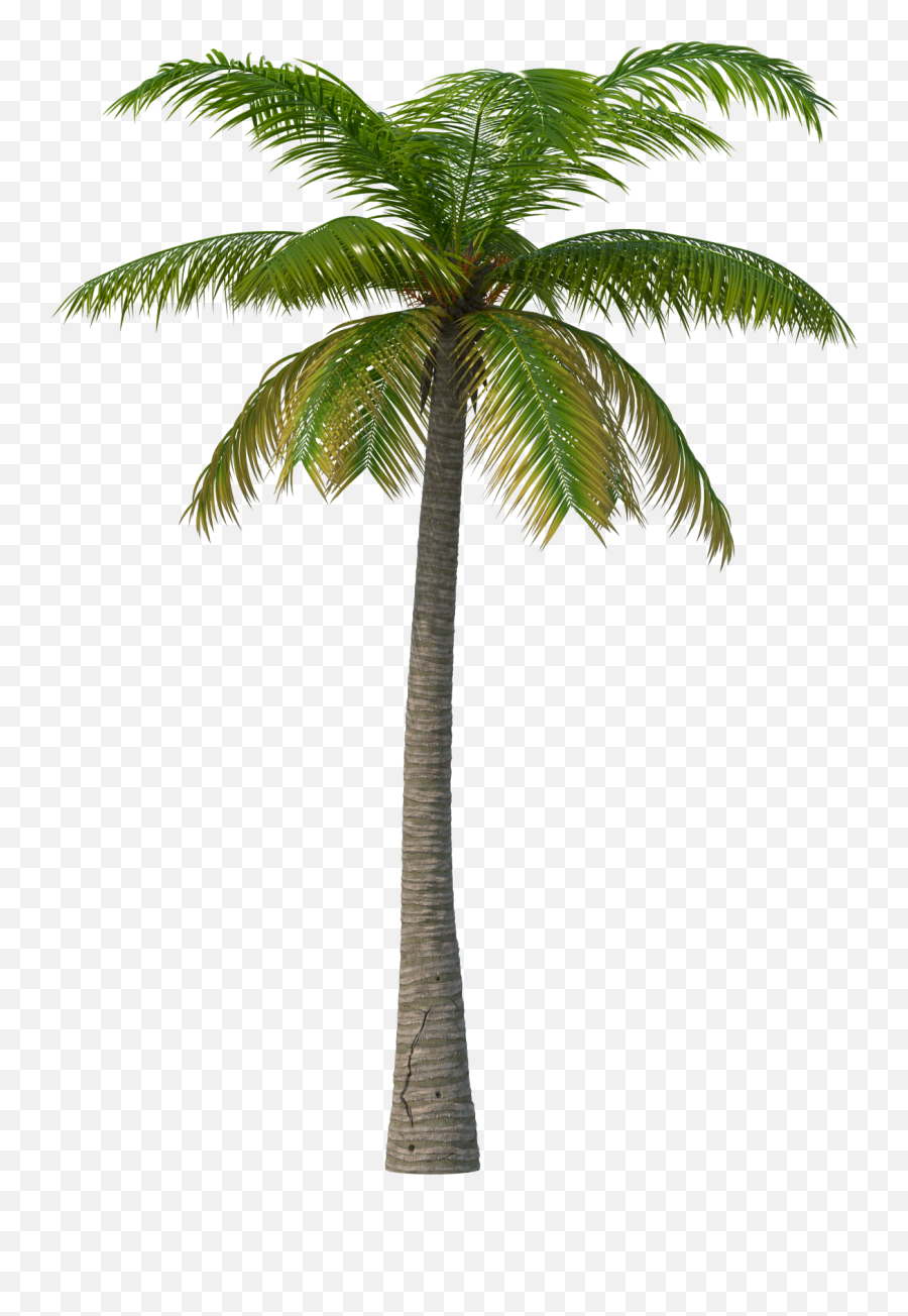 Download Palm Tree Png - Full Size Png Image Pngkit Hippodrome Of Constantinople Emoji,Palm Tree Emoji