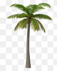 Download Palm Tree Png - Full Size Png Image Pngkit Hippodrome Of Constantinople Emoji,Palm Tree Emoji
