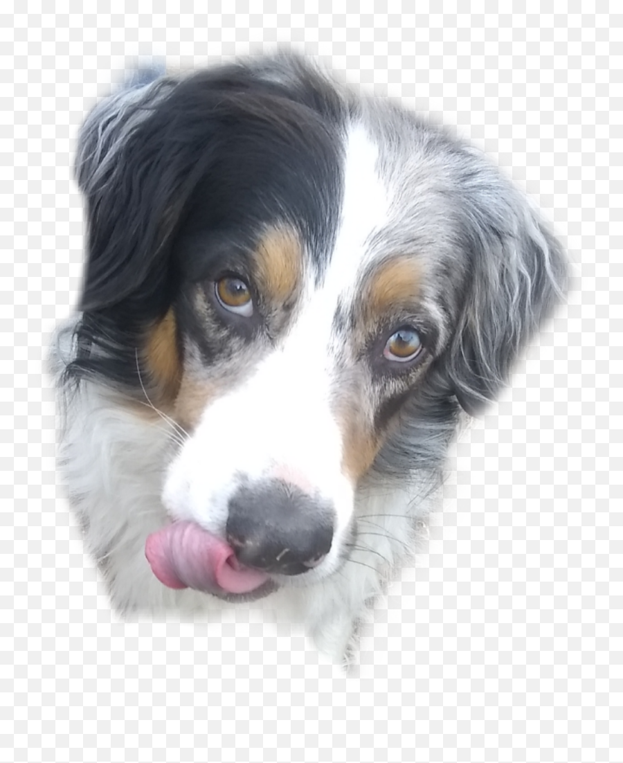 The Most Edited - Miniature American Shepherd Emoji,Australian Shepherd Emoji