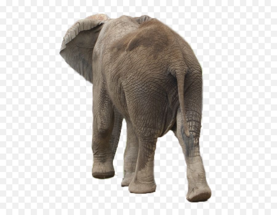 Elephant Png - Elephant Back Side Png Emoji,Elephant Touching Dead Elephant Emotion