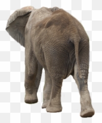 Elephant Png - Elephant Back Side Png Emoji,Elephant Touching Dead Elephant Emotion