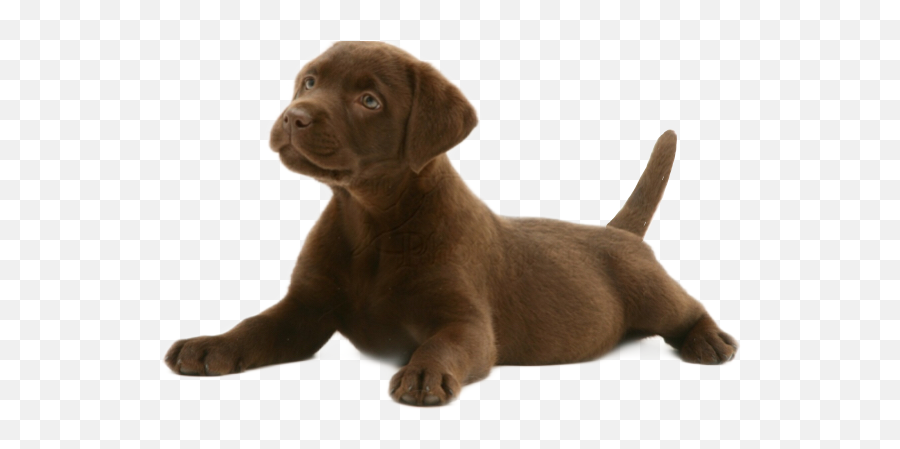 The Most Edited Puppystickerremix Picsart - Chocolate Puppy Lab Emoji,Emojis Lab Pups