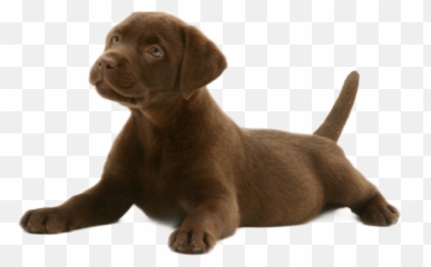 The Most Edited Puppystickerremix Picsart - Chocolate Puppy Lab Emoji,Emojis Lab Pups