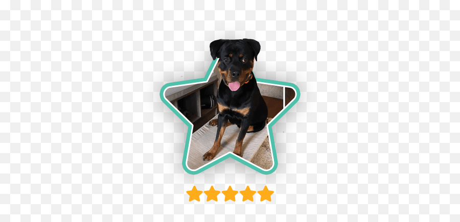 Service Dog Training Columbus Ohio Marcum K9 Emoji,Dog Emotion Trigger