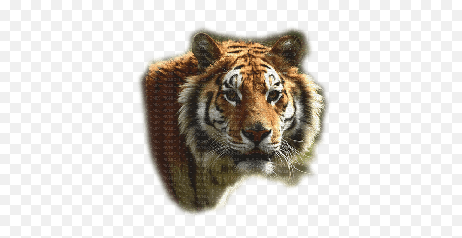 Tiikeri Tiger Bengalin Tiikeri Tiger Villieläin Emoji,Bengal Tiger Emoji