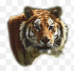 Tiikeri Tiger Bengalin Tiikeri Tiger Villieläin Emoji,Bengal Tiger Emoji