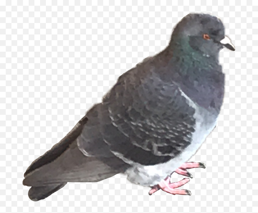 Fatpigeon Pigeon Bird Newyork Sticker - Stock Dove Emoji,Trash Dove Emoji