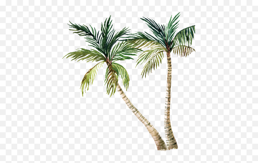 Download Hd Cartoon Palm Trees - Palm Tree With A White Cartoon Palm Tree White Background Emoji,Palm Tree Emoji