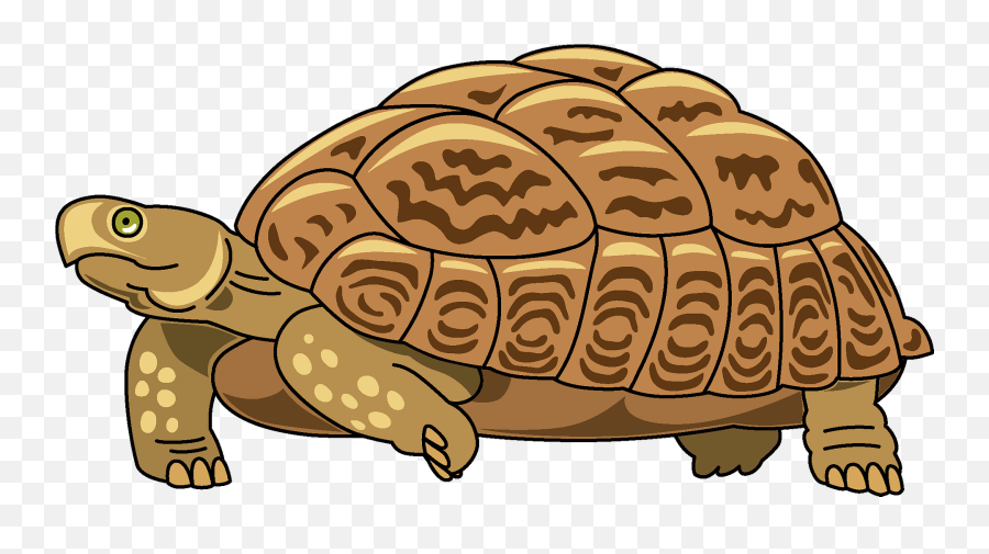 Turtle Clipart Free Download Transparent Png Creazilla - Turtle Clipart Emoji,Turtle Shell Emoji
