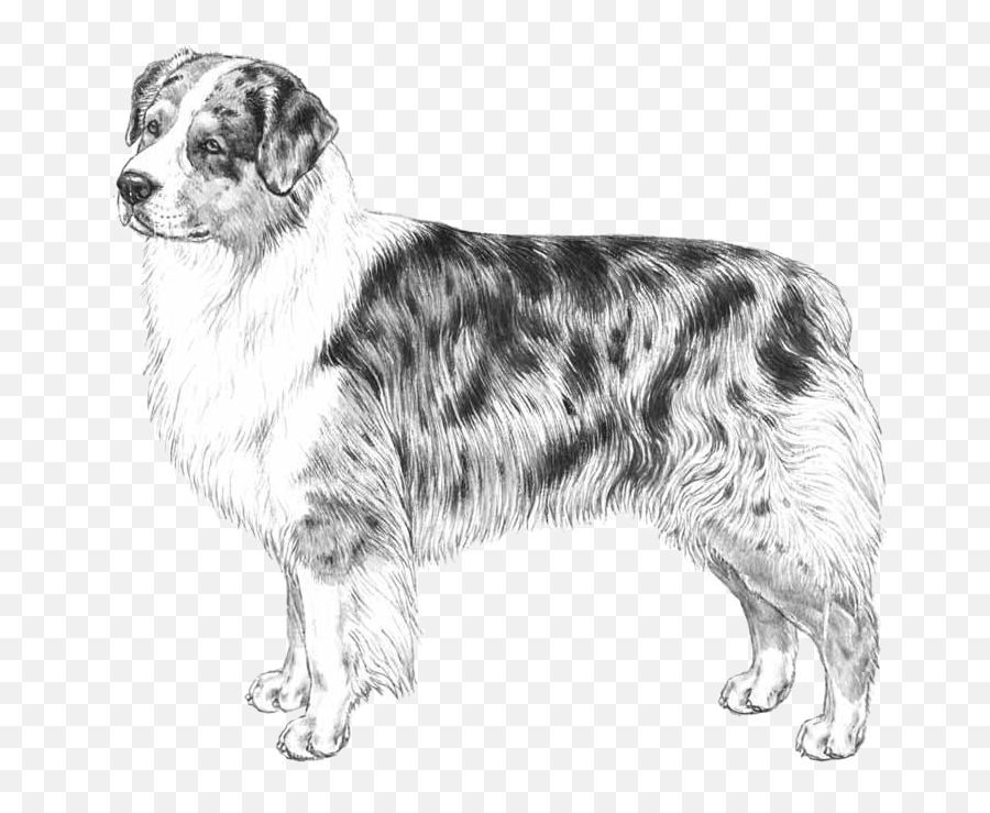 Australian Shepherd - Australian Shepherd Emoji,Australian Shepherd Emoji