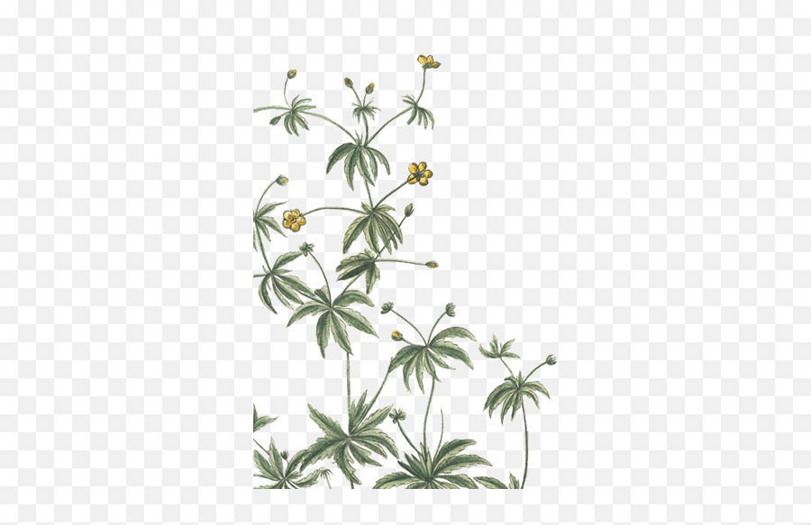 German Chamomile Essential Oil - Buttercup Emoji,Chamoile Emotions