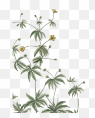 German Chamomile Essential Oil - Buttercup Emoji,Chamoile Emotions