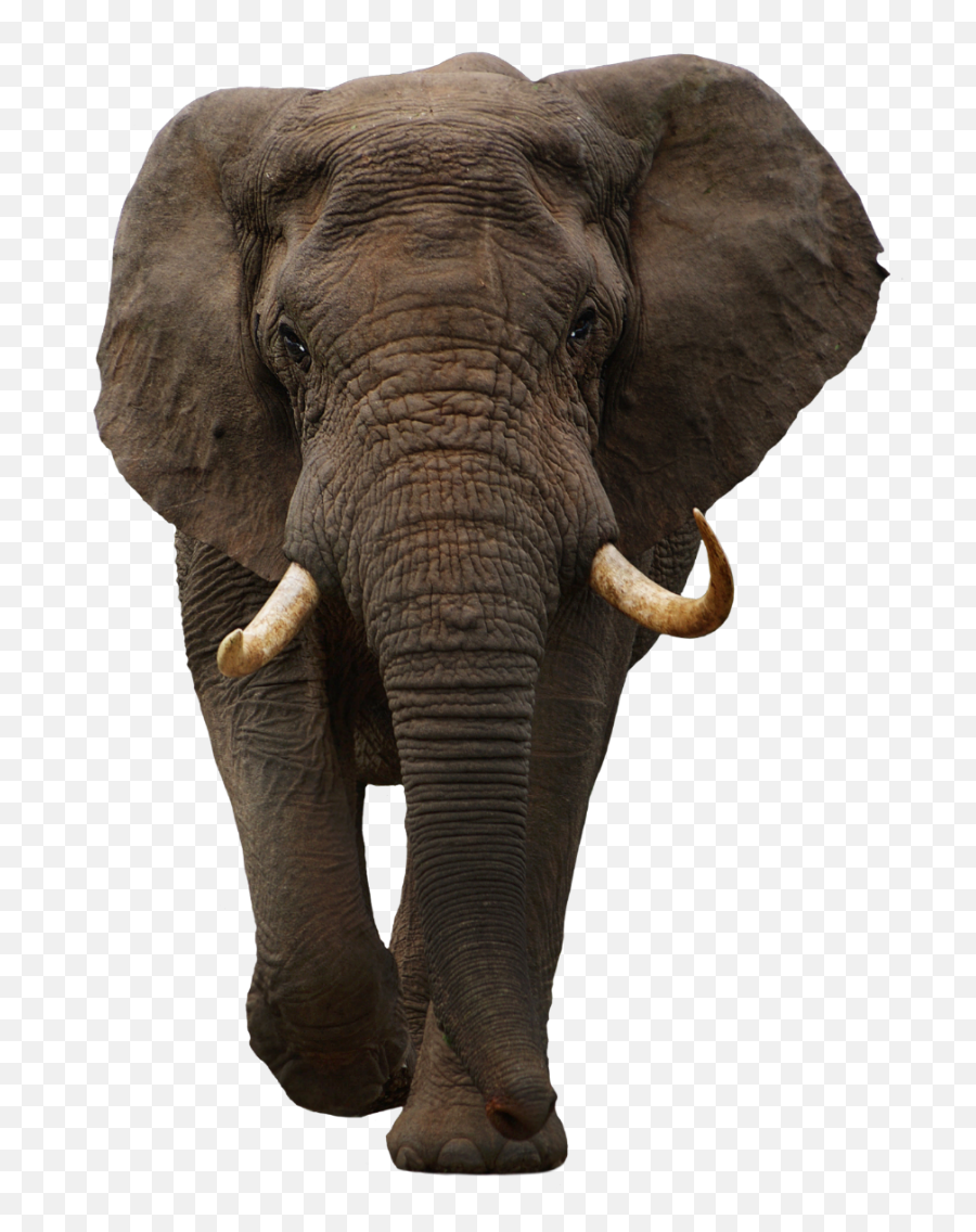 Discover Trending Elephant Stickers Picsart - Elephant Emoji,Elephant Emoji