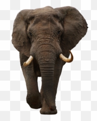 Discover Trending Elephant Stickers Picsart - Elephant Emoji,Elephant Emoji