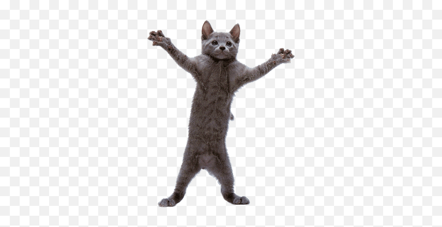 Dancing Cat Crazy Cats Funny Cat - Dancing Cat Gif Emoji,Fidel Castro Emoticon