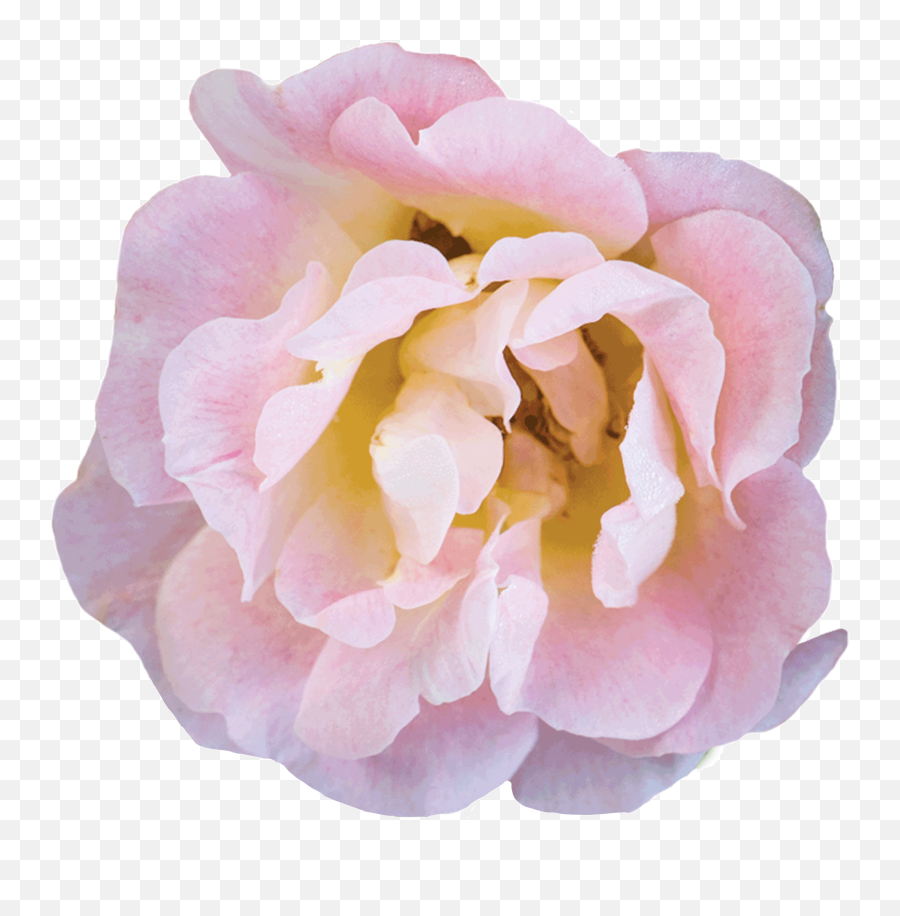 The Collection Drift Roses - Floribunda Emoji,Picture Of Sweet Emotion Abelia In Garden