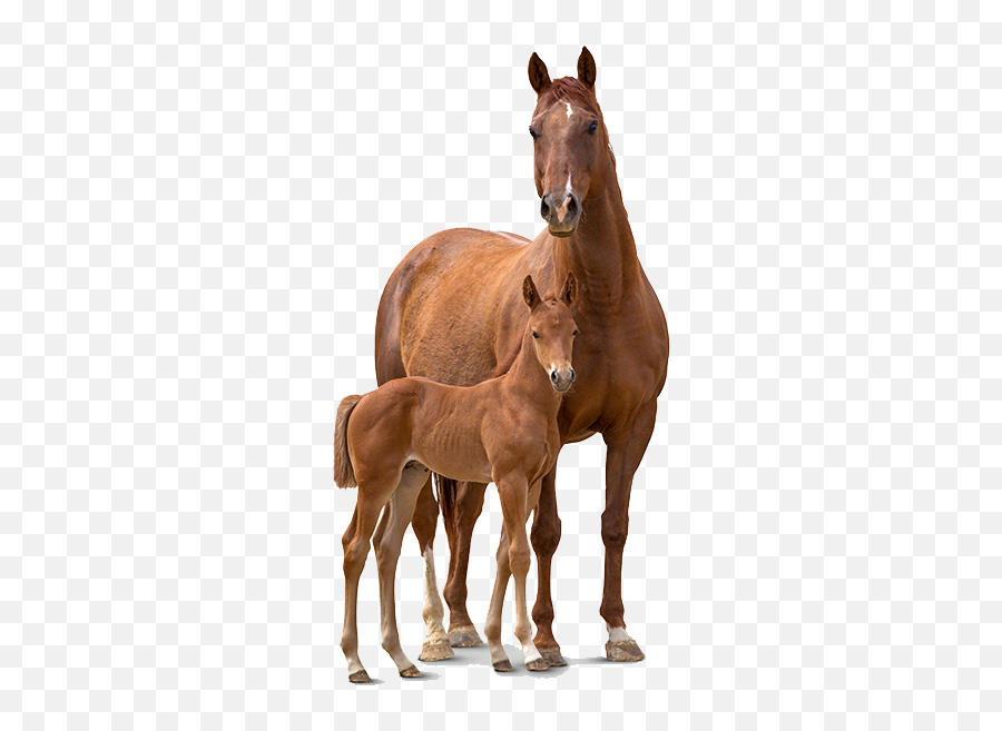 Horse And Foal Png - Horse Foal Png Emoji,Horse Emotions For Kids