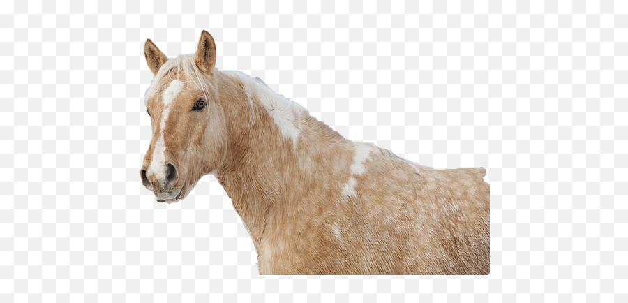 Discover Trending Caballos Stickers Picsart - Beautiful Dapple Palomino Horse Emoji,Emojis De Caballos