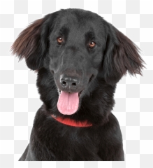 Chesapeake Bay Retriever Puppies For - Flat Coat Retriever Puppy Emoji,Emoticon Long Blonde Haired Girl With Beagle Dog