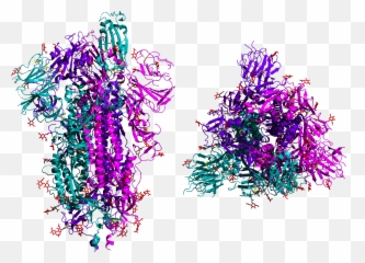 What The Coronavirus Does To Your Body - Sars Cov 2 Spike Protein Png Emoji,Virus Free Religious Emoticons Free