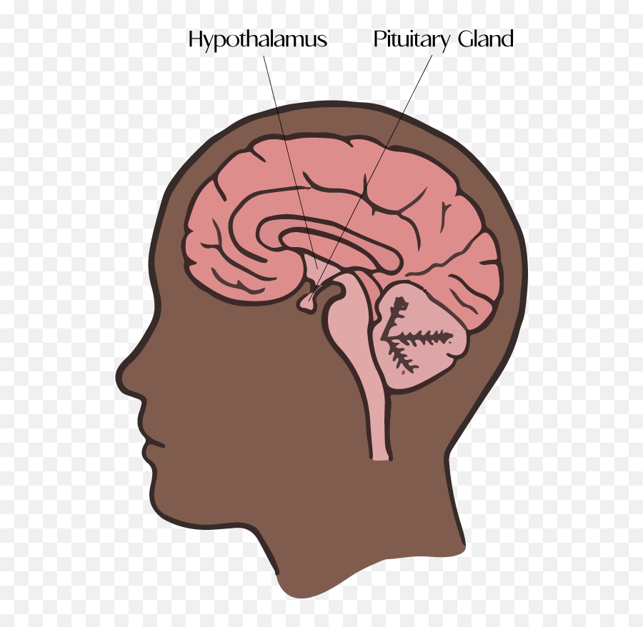 Understanding The Differences Between Birth Control Pills - Brain Emoji,Emotions And Chemistry Of Hormones