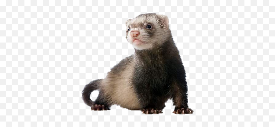 Animals Weasel Sticker - Ferret Transparent Background Emoji,Weasel Emoji