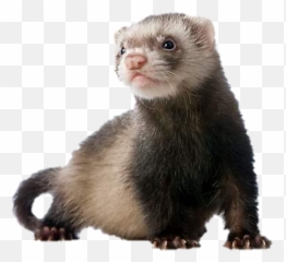 Animals Weasel Sticker - Ferret Transparent Background Emoji,Weasel Emoji