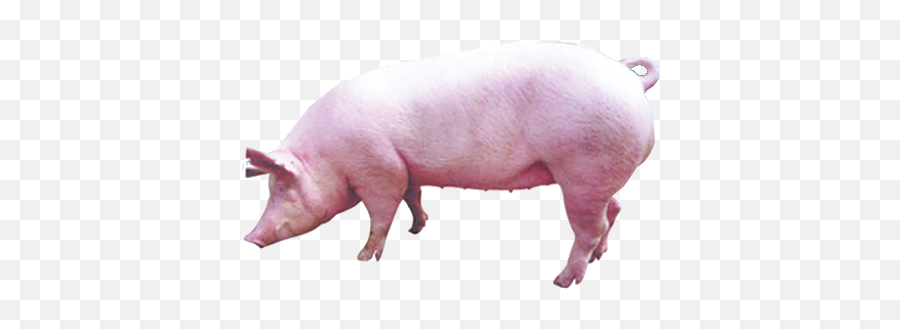 Pig Livestock - Pig Png Download 500500 Free Emoji,Guess The Emoji Pig + 9