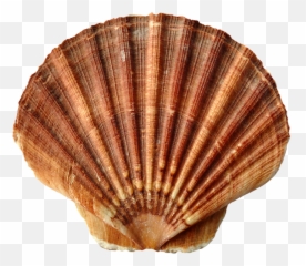 Clam Shell - Sea Shells Emoji,Clam Shell Emoji