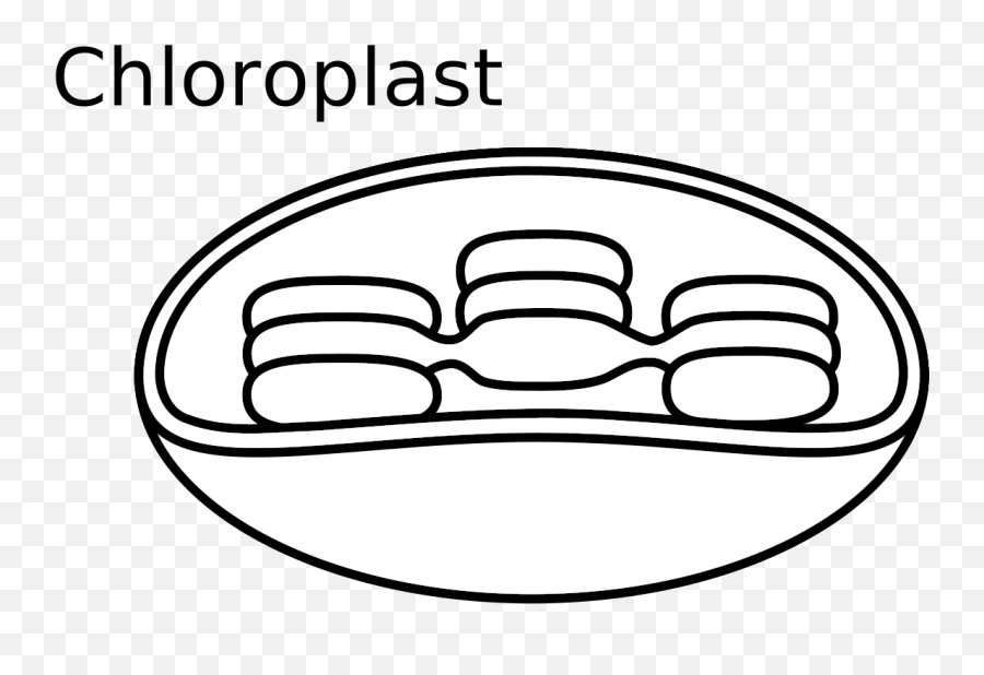Similar Clip Art - Chloroplast Easy To Draw Png Download Chloroplast Clipart Emoji,Emoji Drawings Step By Step