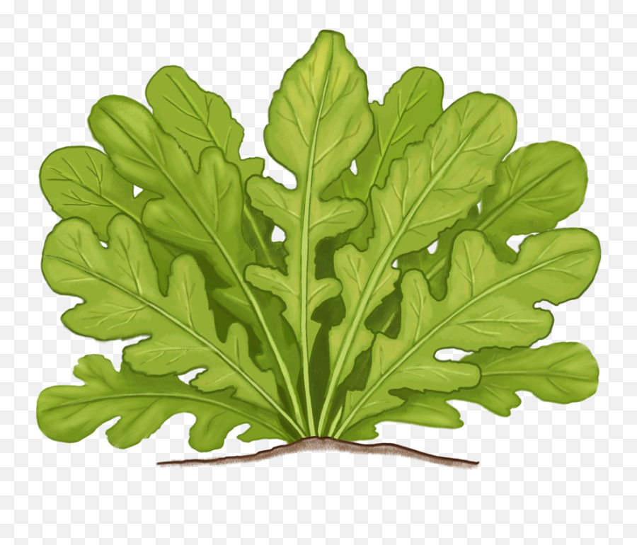 Plants Emoji,Oregano Leaves Emoji