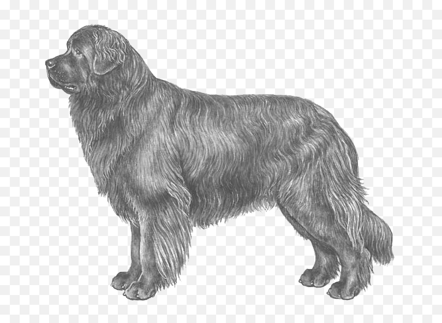 Newfoundland - Transparent Newfoundland Dog Clipart Emoji,Dogs Trust Emoji